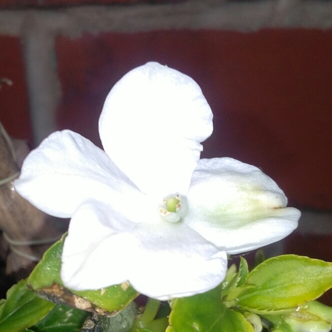 plant image 1053917
