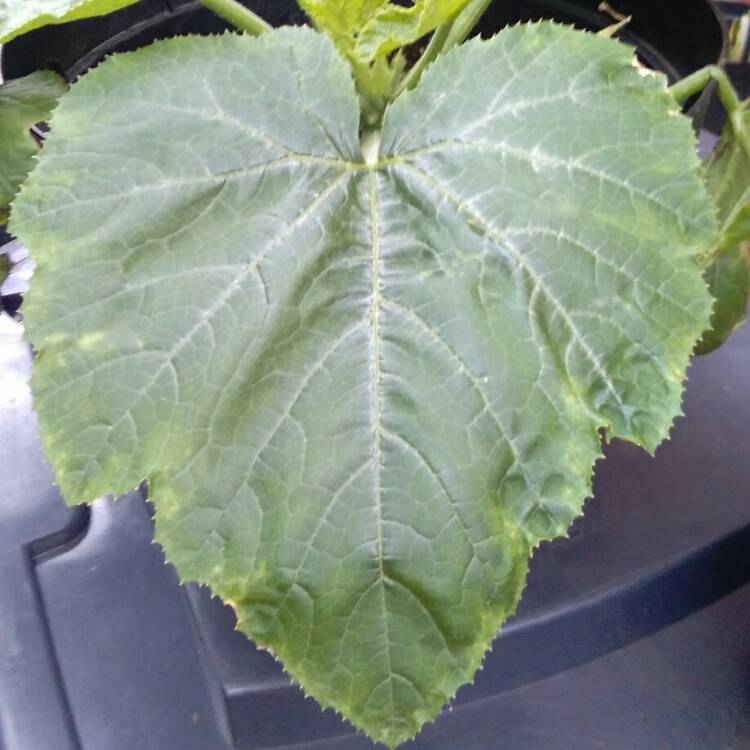 Plant image Cucurbita Pepo var. Cylindrica 'Black Beauty'