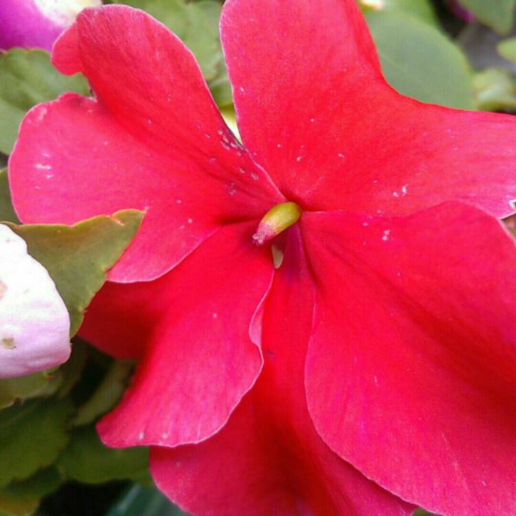Plant image Impatiens hawkerii