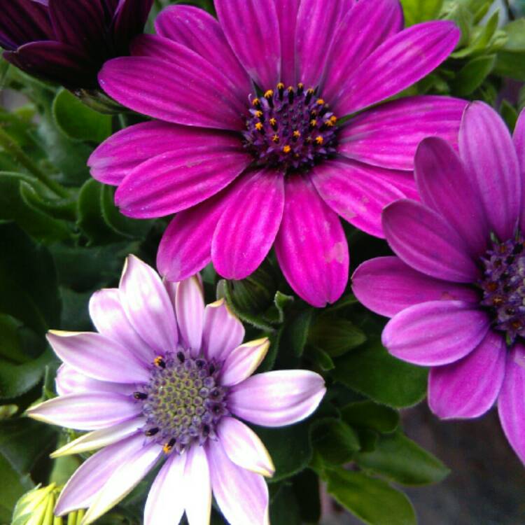 Plant image Osteospermum 'Tresco Purple'