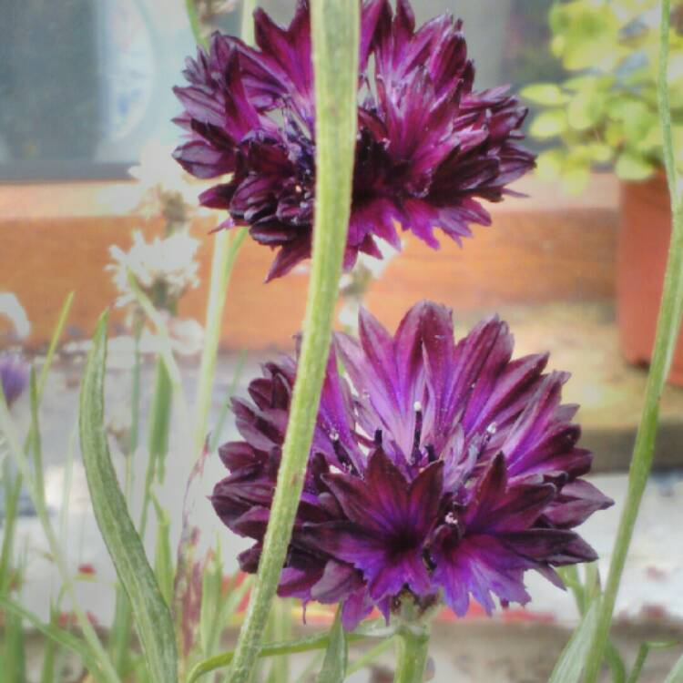 Plant image Centaurea cyanus 'Black Ball'