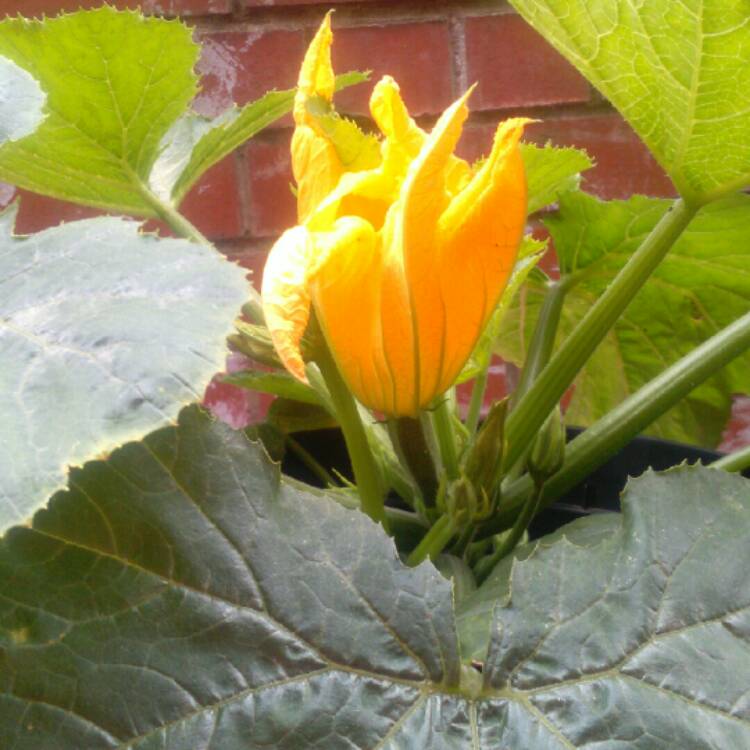 Plant image Cucurbita Pepo var. Cylindrica