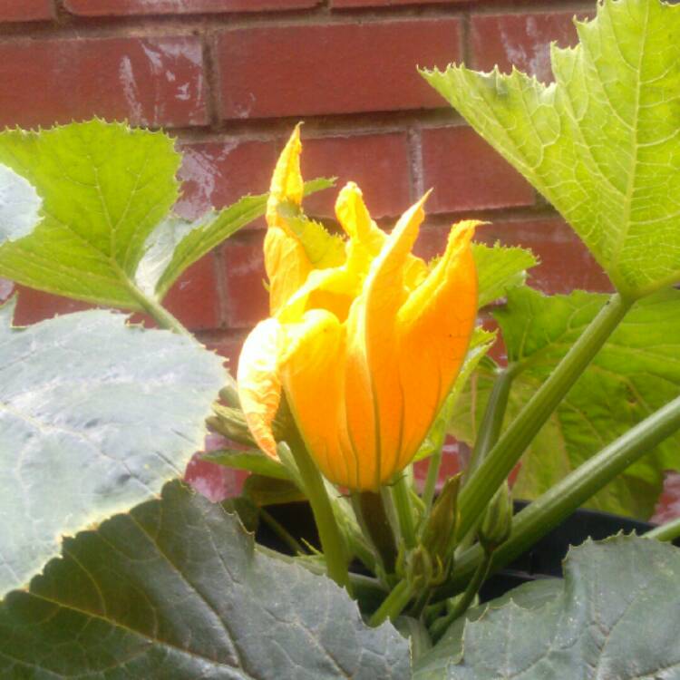 Plant image Cucurbita Pepo var. Cylindrica 'Black Beauty'
