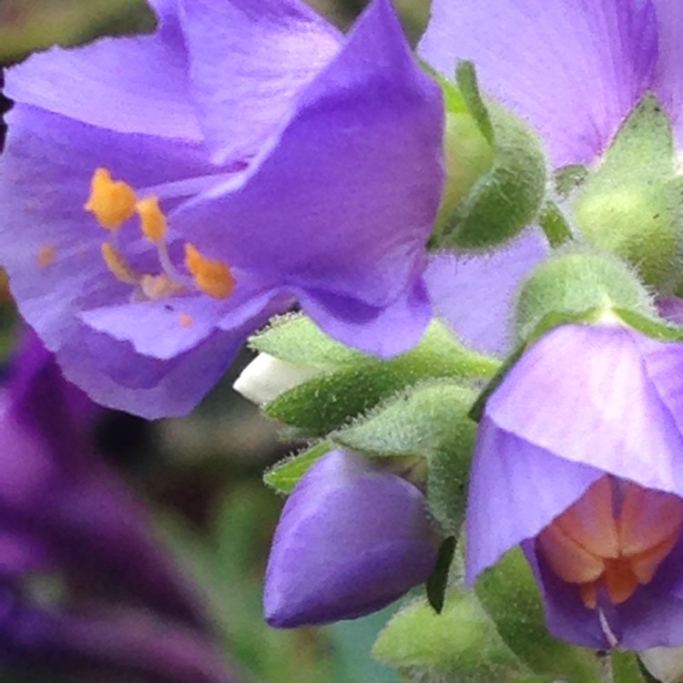 plant image 1119820