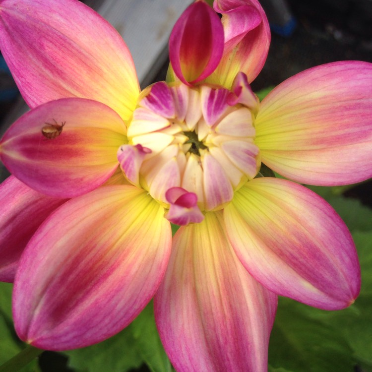 Plant image Dahlia 'Dark Butterfly'