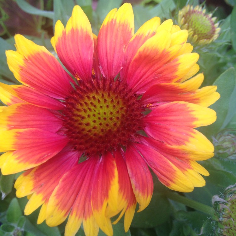 Plant image Gaillardia