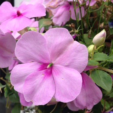 Impatiens hawkerii