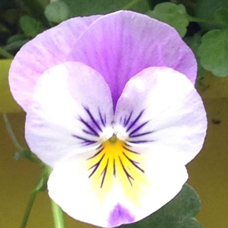 Plant image Viola cornuta 'Sorbet Pink Wing'
