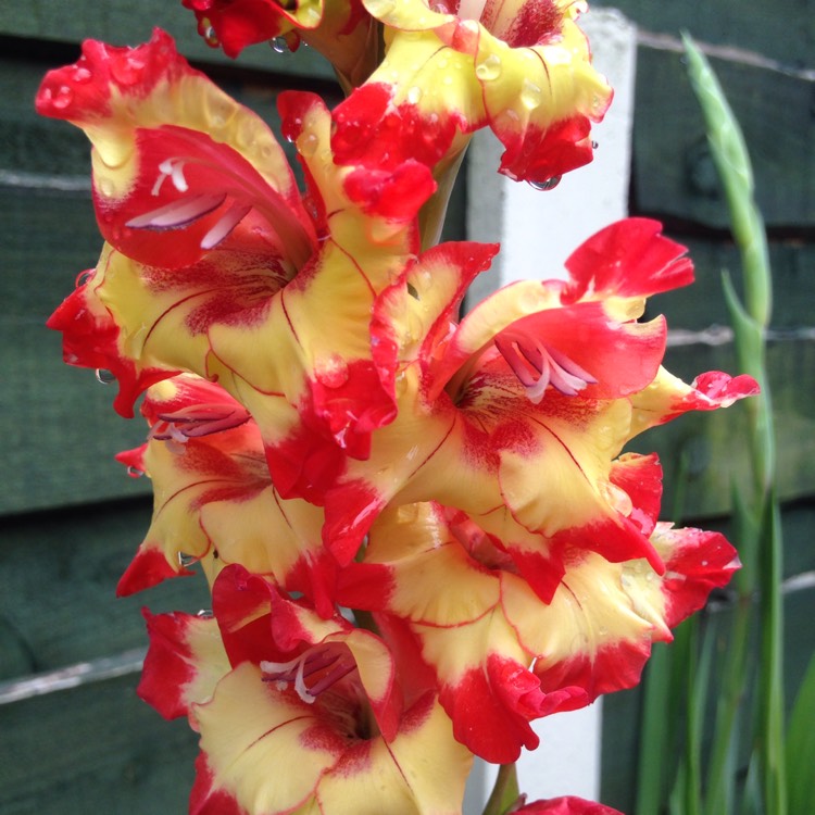 plant image 1156140