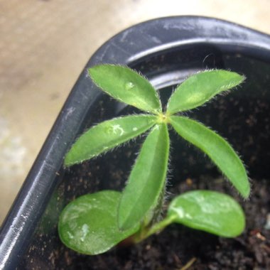 Lupinus