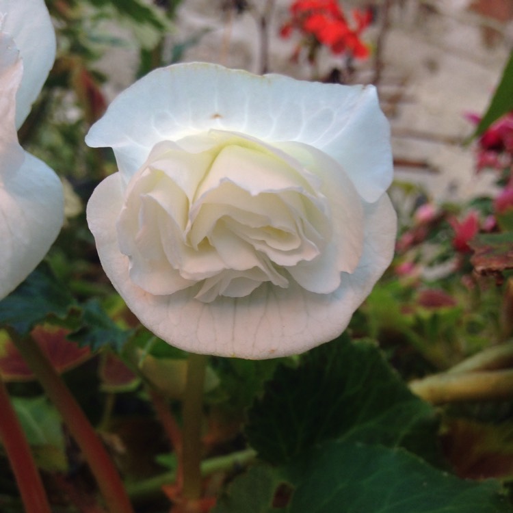 plant image 1171869