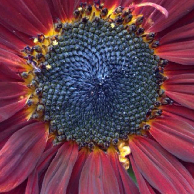 Plant image Helianthus annuus 'Autumn Beauty'