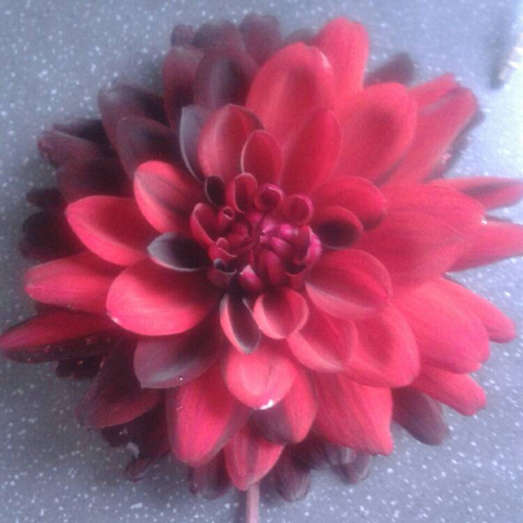 Plant image Dahlia 'Arabian Night'