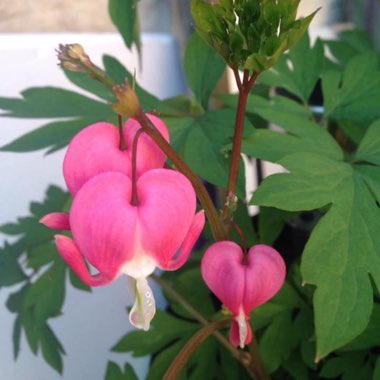 Lamprocapnos spectabilis 'Valentine' syn. Dicentra spectabilis 'Valentine'