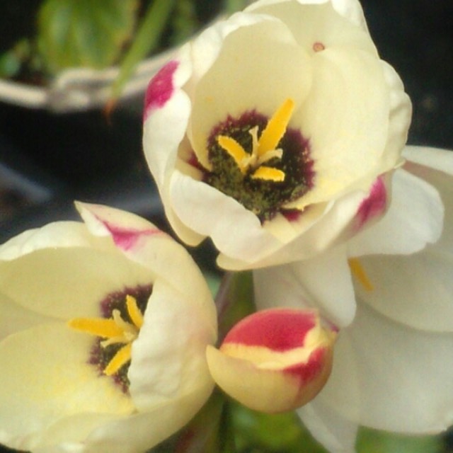 Plant image Ixia