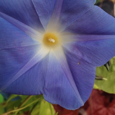 Ipomoea tricolor 'Heavenly Blue'