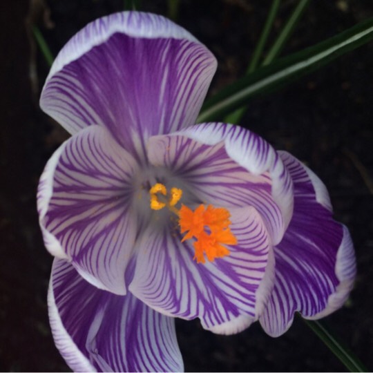 Plant image Crocus vernus 'Striped Beauty'