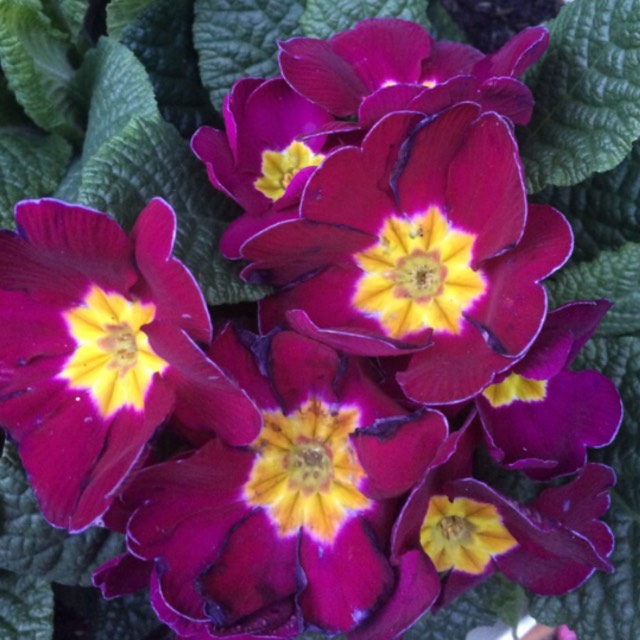 plant image 1224674