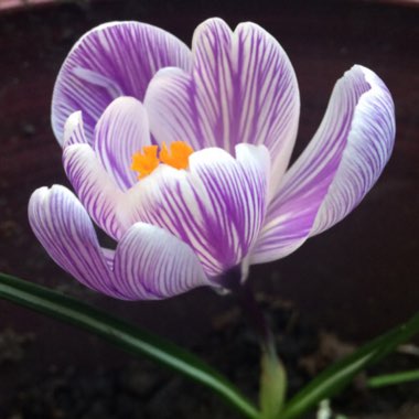 Crocus vernus 'Striped Beauty'