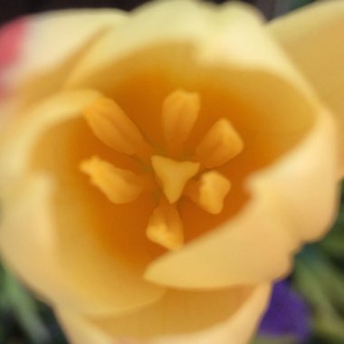 Tulipa 'Giuseppe Verdi'