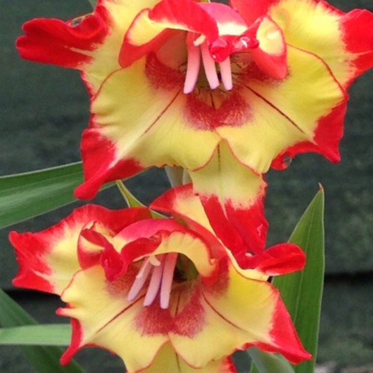 Plant image Gladiolus 'Las Vegas'