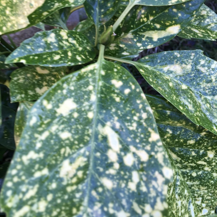 Plant image Aucuba variegata 'Crotonifolia'