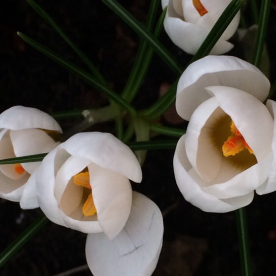 Plant image Crocus speciosus 'Albus'