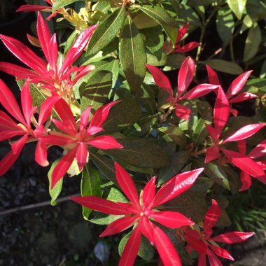 Pieris japonica 'Mountain Fire'