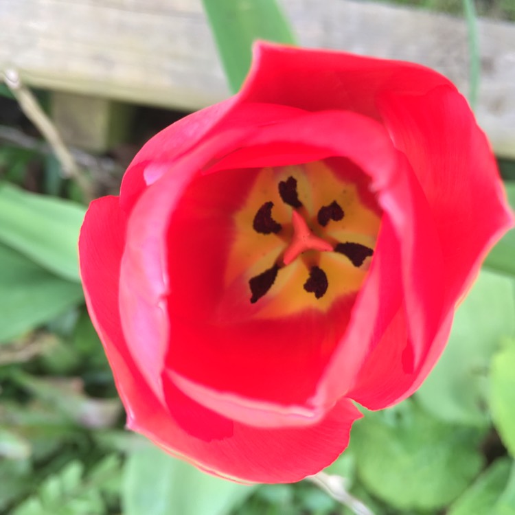 Plant image Tulipa gesneriana 'Rosea'
