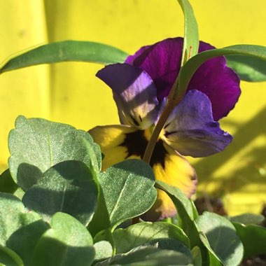 Viola tricolor