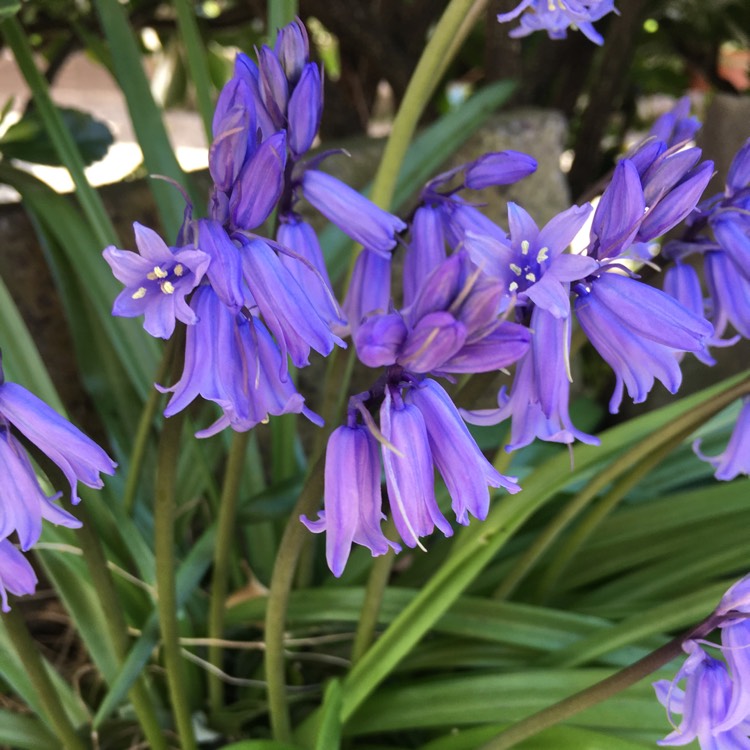 Plant image Hyacinthoides hispanica 'Danube'