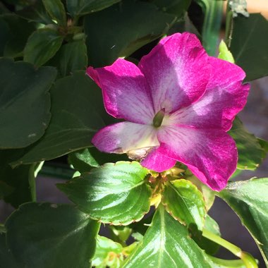 Impatiens Hawkerii 'Sunpatiens'