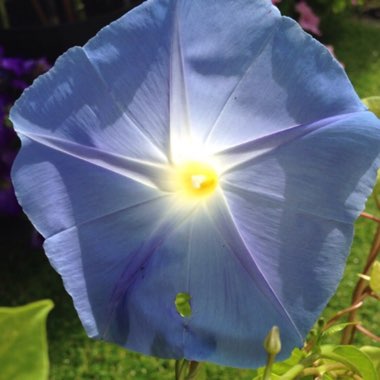 Ipomoea tricolor 'Heavenly Blue'