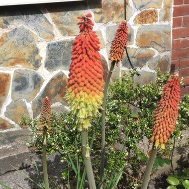 Kniphofia