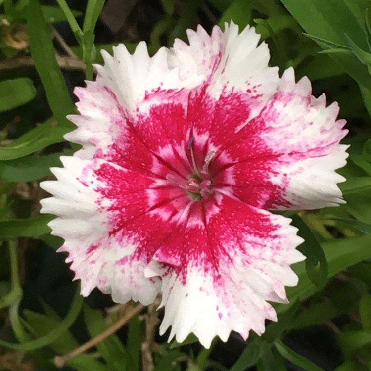 Plant image Dianthus chinensis x barbatus