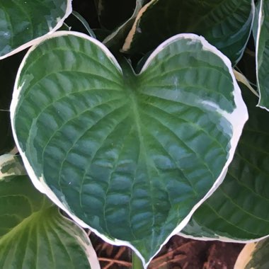 Hosta 'Patriot'