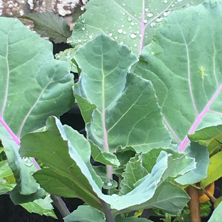 Plant image Brassica oleracea (Italica Group)