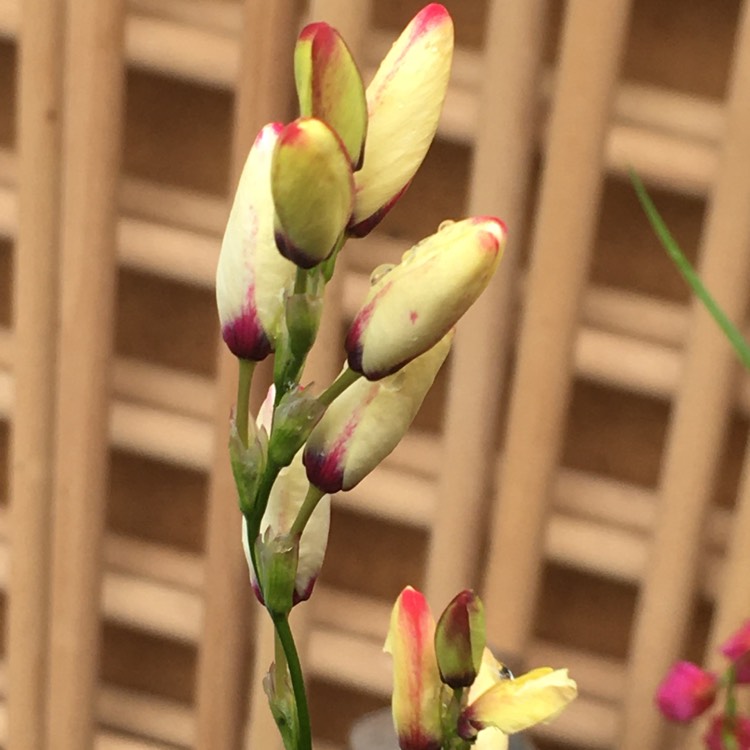 Plant image Ixia 'Hogarth'