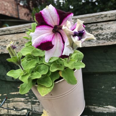 Petunia 'Star Mix' (Mix)