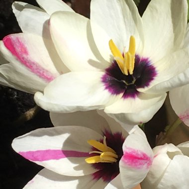 Ixia