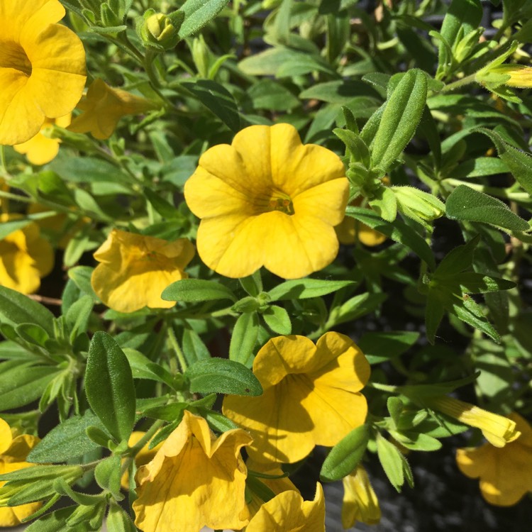 plant image 1337197