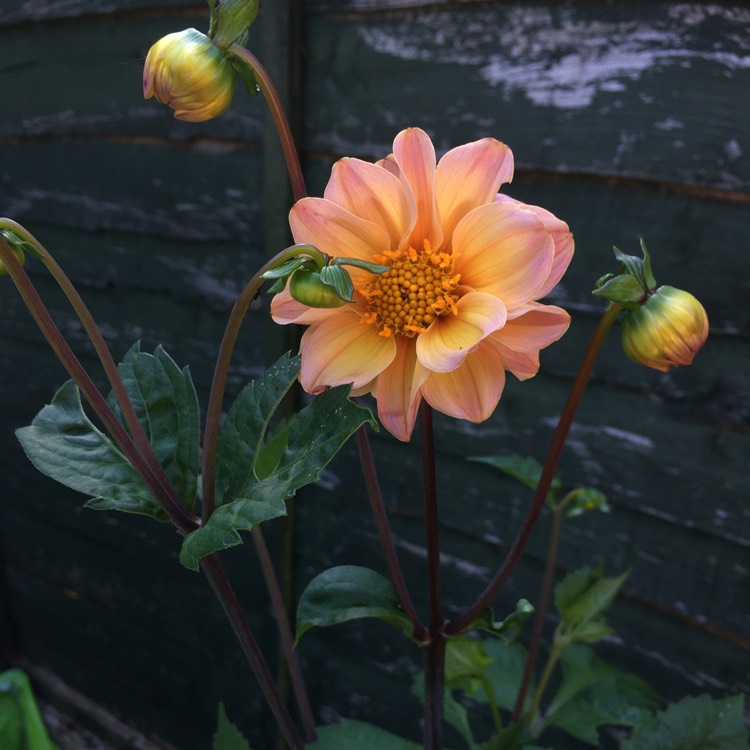 plant image 1340974