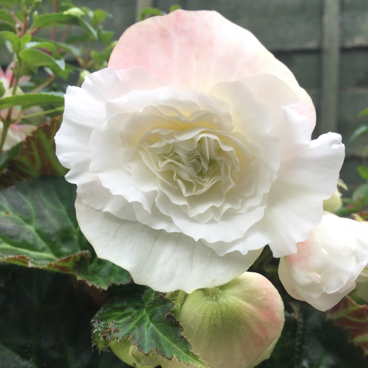 Plant image Begonia 'Nonstop Mocca Mix' (Nonstop Mocca Series)