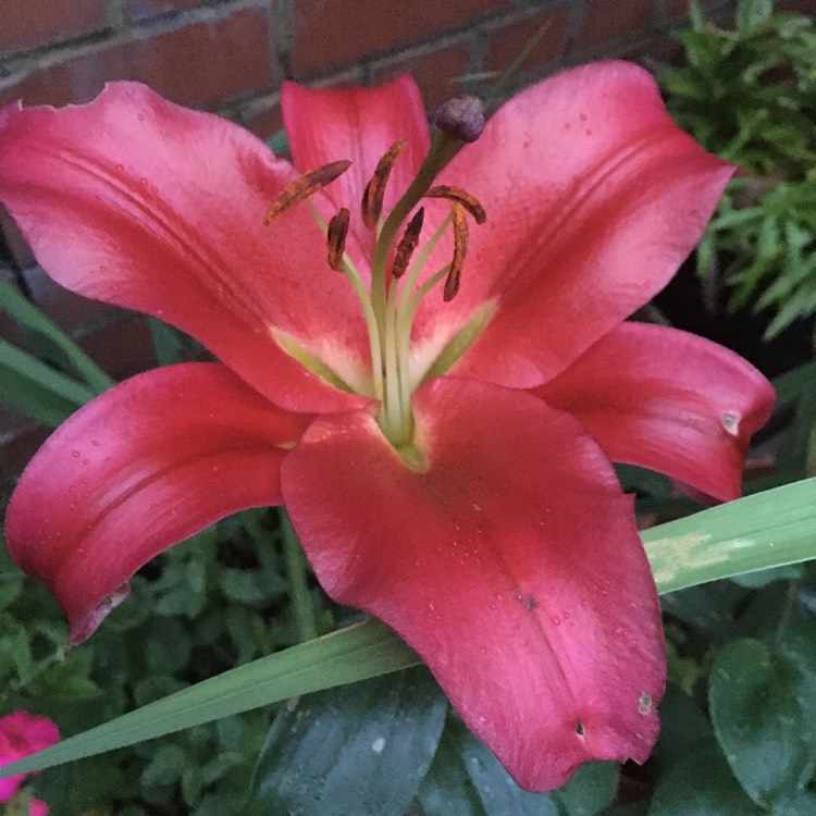 Plant image Lilium 'Entertainer'