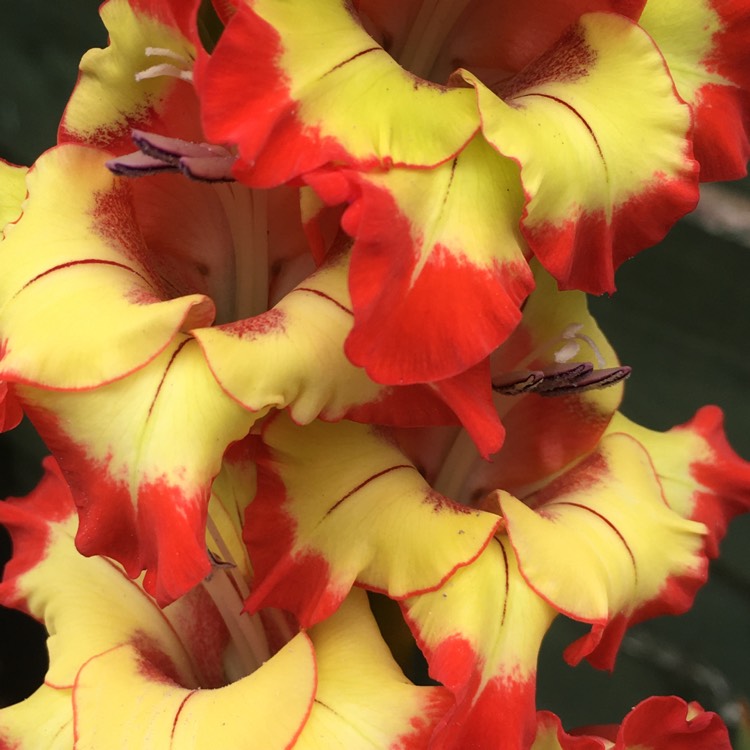 Plant image Gladiolus 'Las Vegas'