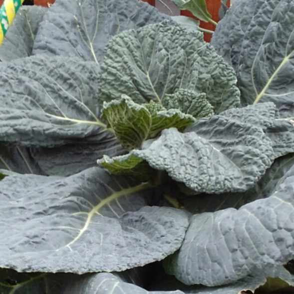 plant image 1386597