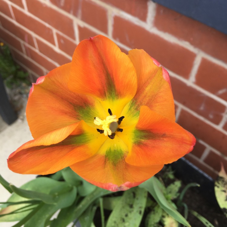 Plant image Tulipa 'Annie Schilder'