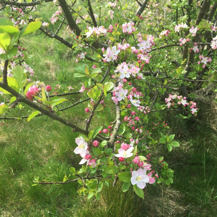 Plant image Malus domestica 'Cox's Orange Pippin'