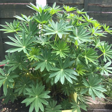 Lupinus polyphyllus 'Gallery Pink'