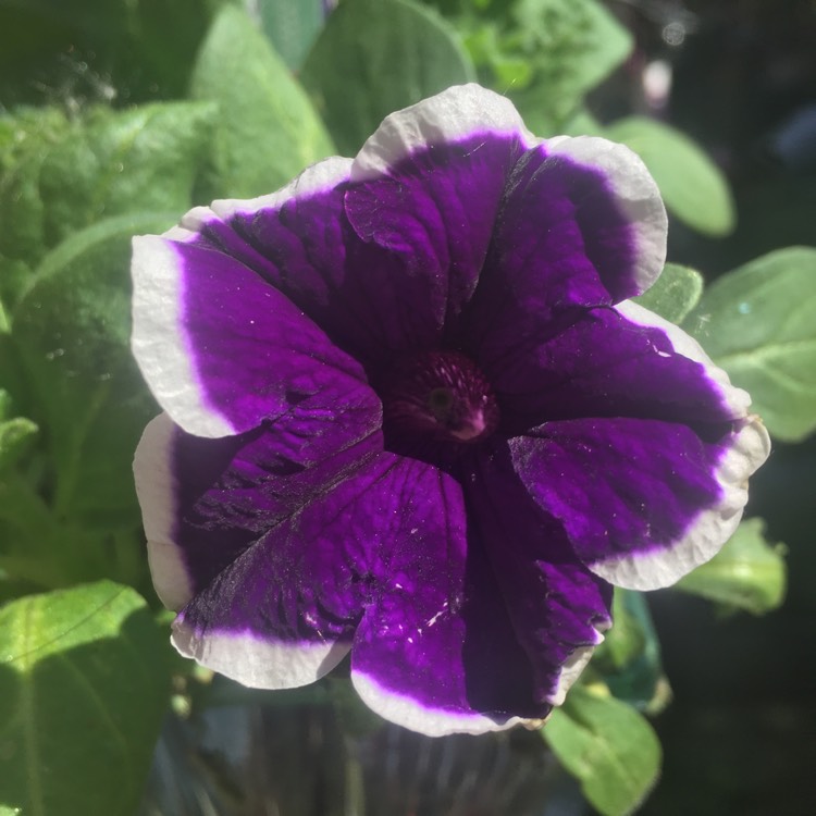 Plant image Petunia multiflora 'Purple Halo'